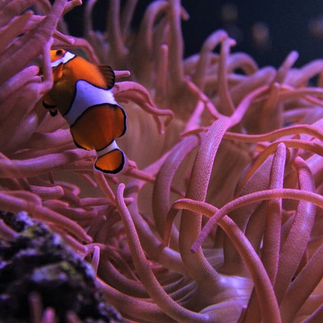 Sea Life jigsaw puzzles for kids